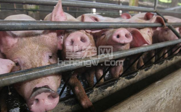 养殖户请注意丨当前农村养猪生产存在以下问题需解决！