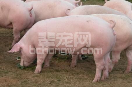 养猪管理4步走，育肥省钱省料又省时！