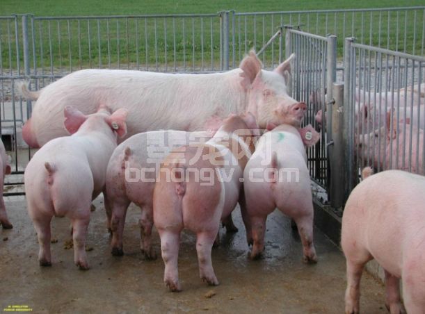 后备、妊娠、哺乳母猪的营养管理