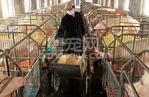 中草药育肥猪五法，经济省饲料出栏快，发酵中药效益更高
