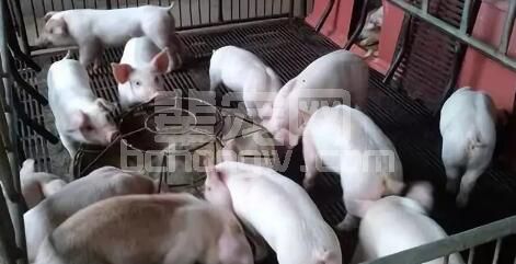 断奶仔猪转栏，三招有效减应激、保生长！