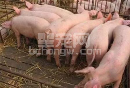 关于新引进后备母猪，我们该注意这些问题才不疑惑！