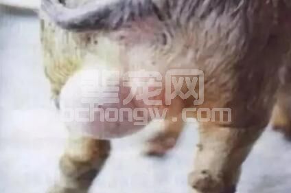 种公猪睾肿大？不用担心，可以这样处理！
