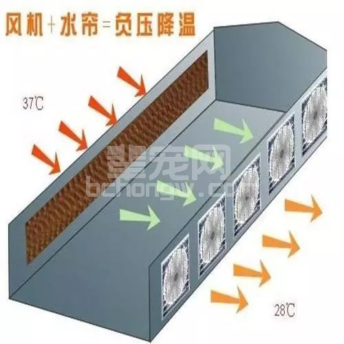 夏季母猪热应激实在划不来！注意这4点