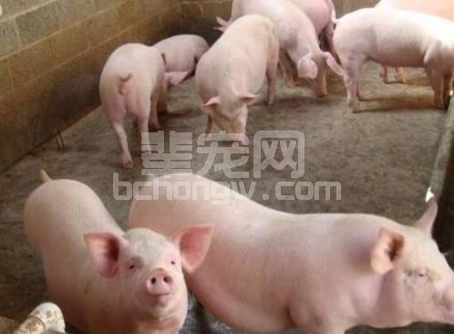 后备母猪诱情管理的是12个环节，收藏备用
