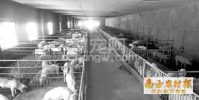 断奶仔猪转栏，三招有效减应激、保生长