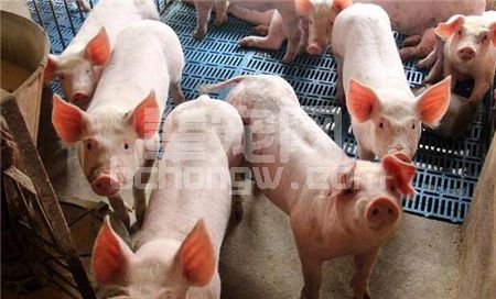 【养猪指南】民间养猪催肥秘方真的靠谱吗？