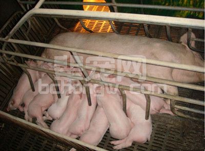 母猪每天该怎么喂料？喂多少才好？