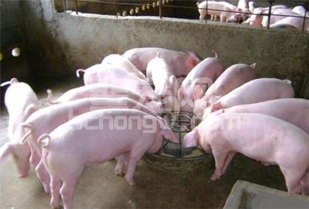为什么给猪换饲料需要过渡？