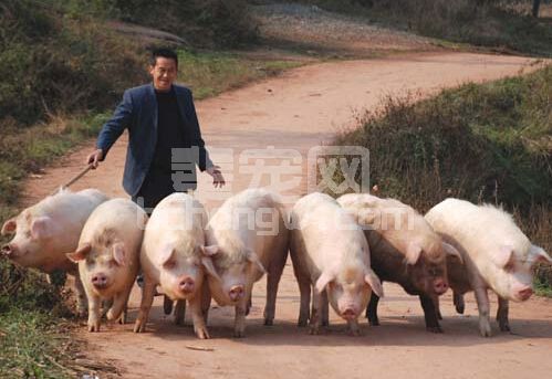 养好猪，你了解你家的猪吗？猪的10种行为介绍