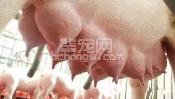 母猪产后这6点一定要关注，否则你就亏大了！