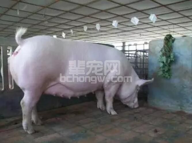 母猪配种的黄金时间表，记好别错过！