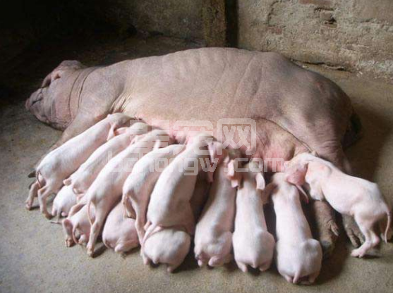 如何提高青年母猪乳腺发育及奶水质量