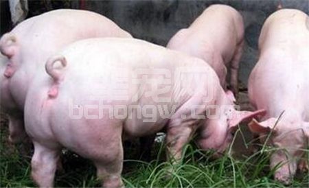 四招养猪技巧交给你，养育肥猪的朋友注意啦