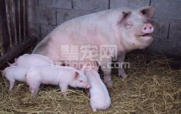 实用!防止产后母猪撕咬仔猪的十大措施!