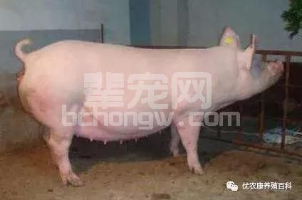 养猪知识：母猪合圈方法 检验母猪是否怀孕方法