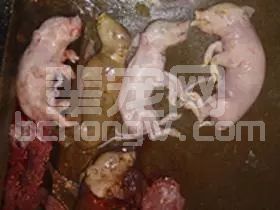 仔猪胎死腹中？肯定有下边某方面没做好！