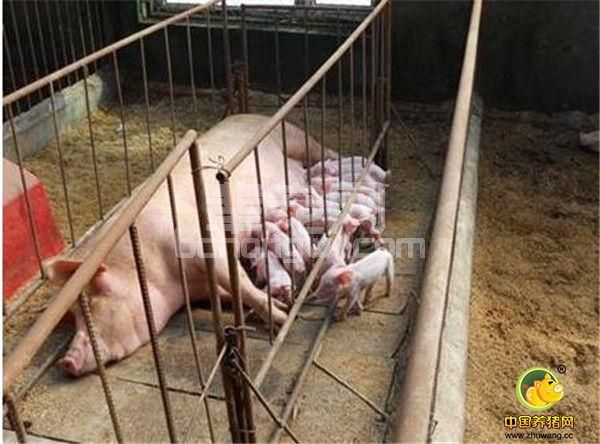 猪场除臭方法多，哪个你更适用呢？