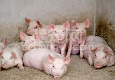 11个猪场夏季降温方法，总有一款是你能用得上的