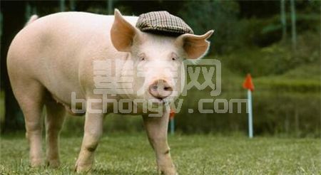 老鼠打洞、河流治理和养猪有关系？这脑洞大得可以！