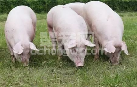 解决后备母猪产程太长的办法？做好这9点