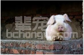养猪成本计算方法，怎么降低养猪成本