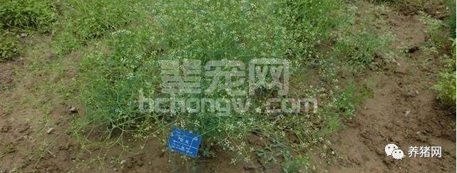 饲料里加入这几种植物，让你的猪增重快，饲料利用率高，发病少