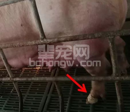 一根小木棍，解决产房母猪肢蹄和压乳2大问题