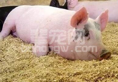 养猪的这7大忌讳，你需要注意一下！