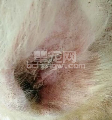 春季做好3件事，你的猪场一年至少可多赚10万！
