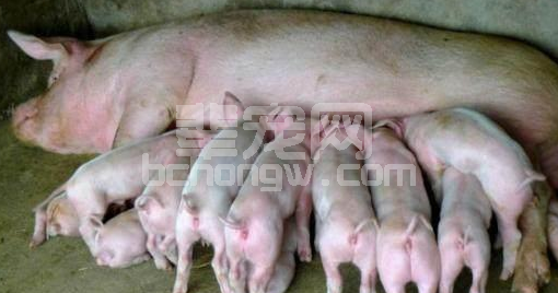 想在农村养猪致富的农民要注意！科学养猪四要点你可要做到了！