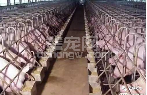 猪场限位栏对母猪的伤害
