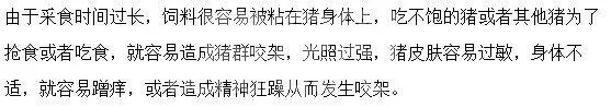 猪打架头破血流，什么原因？要如何解决？