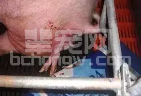 母猪难产又掏不出来小猪怎么办？靠这2种药物轻松搞定！
