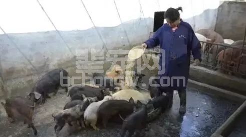当心！猪场免疫后，疫苗瓶子处理不好，猪场将损失惨重！