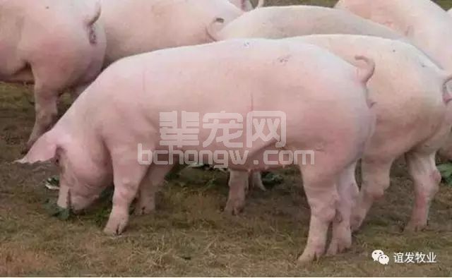母猪怀孕前后到底该怎么打疫苗？