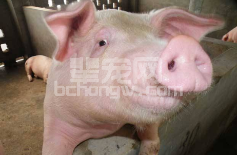 对怀孕母猪的饲养，牢记3点，产仔率绝对高！