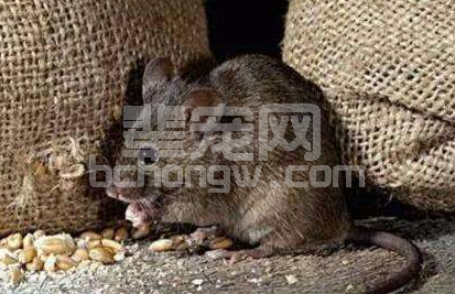 猪场灭鼠屡遭惨败，只怪踏入这些误区