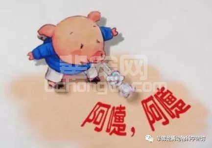 保育猪不好养？是你没注意这些