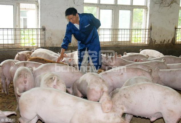 老农户养猪经验不靠谱，这五个养殖误区可不要再犯了