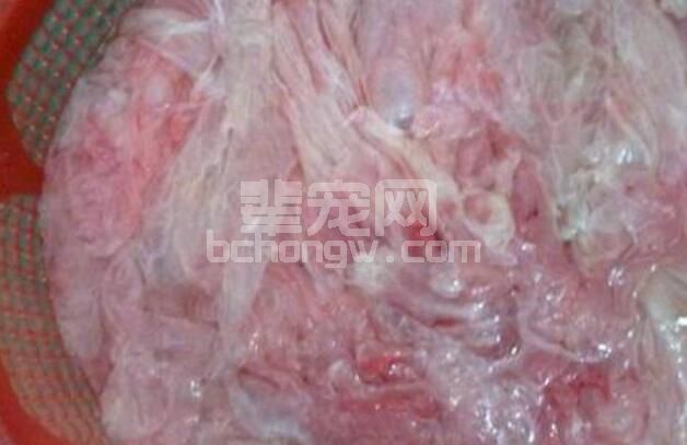 当心！胎衣不下可损害母猪繁殖性能