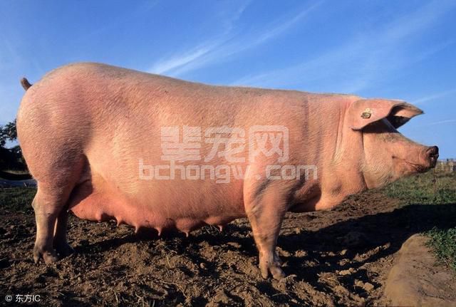规模化养殖场偷学来的3点经验，你值得学习