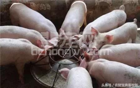 猪价低迷更应把猪养好！这几招给育肥猪增肥，效果杠杠滴