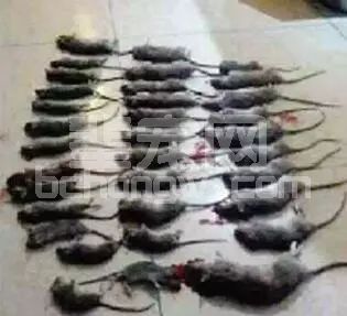 猪场灭鼠奇招：慢性中毒让死在巢穴，老鼠没了，病疫减少了！