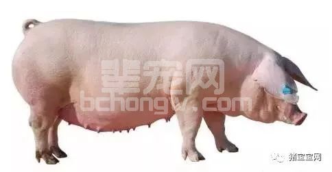 为什么公猪和母猪不能养在一起？