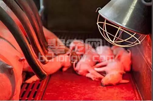 养猪场刚出生小猪不会站立，该怎么办？