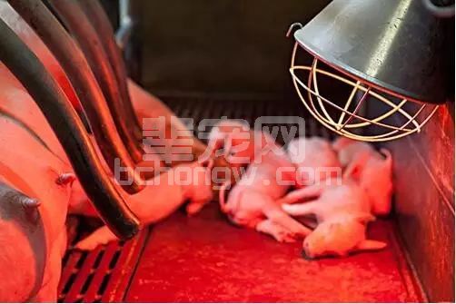 养猪成功的秘诀-做好产房核心管理！