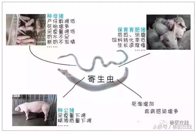 猪场驱虫这么做，事半功倍！