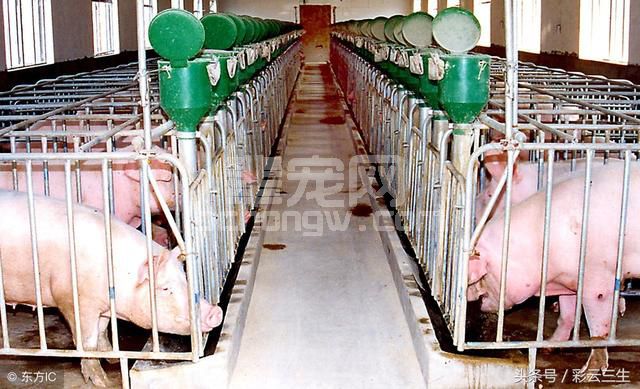 养猪场管理制度如何制定？