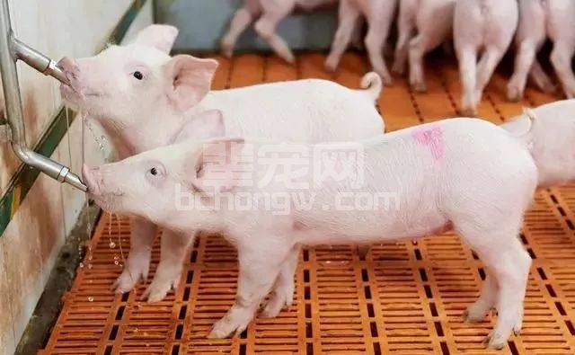 你听得懂猪叫声么？猪的哼叫频率表达了这些含义